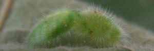 Pupae